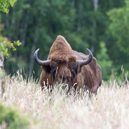 Bialowieski Raj Białowieża Екстериор снимка