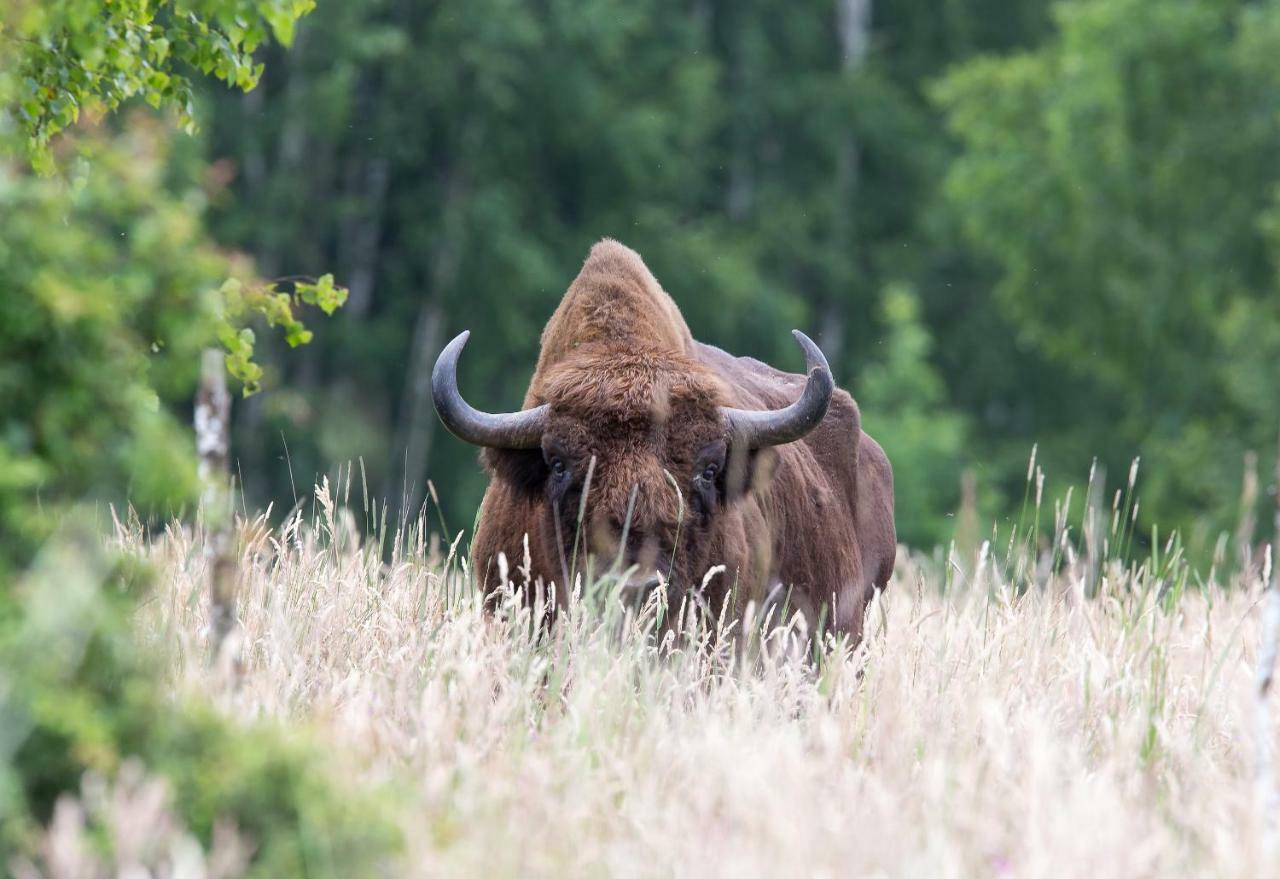Bialowieski Raj Białowieża Екстериор снимка