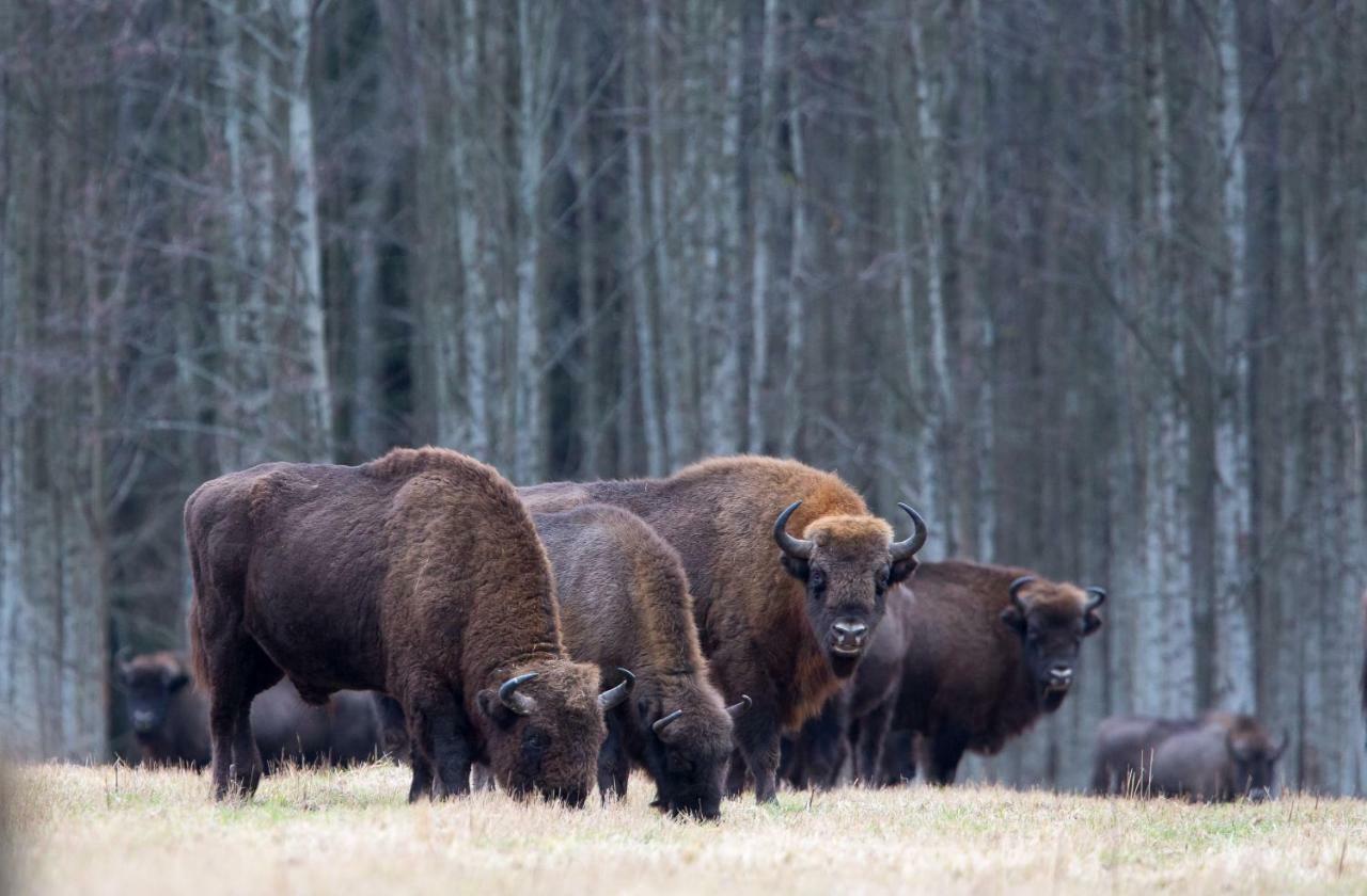 Bialowieski Raj Białowieża Екстериор снимка