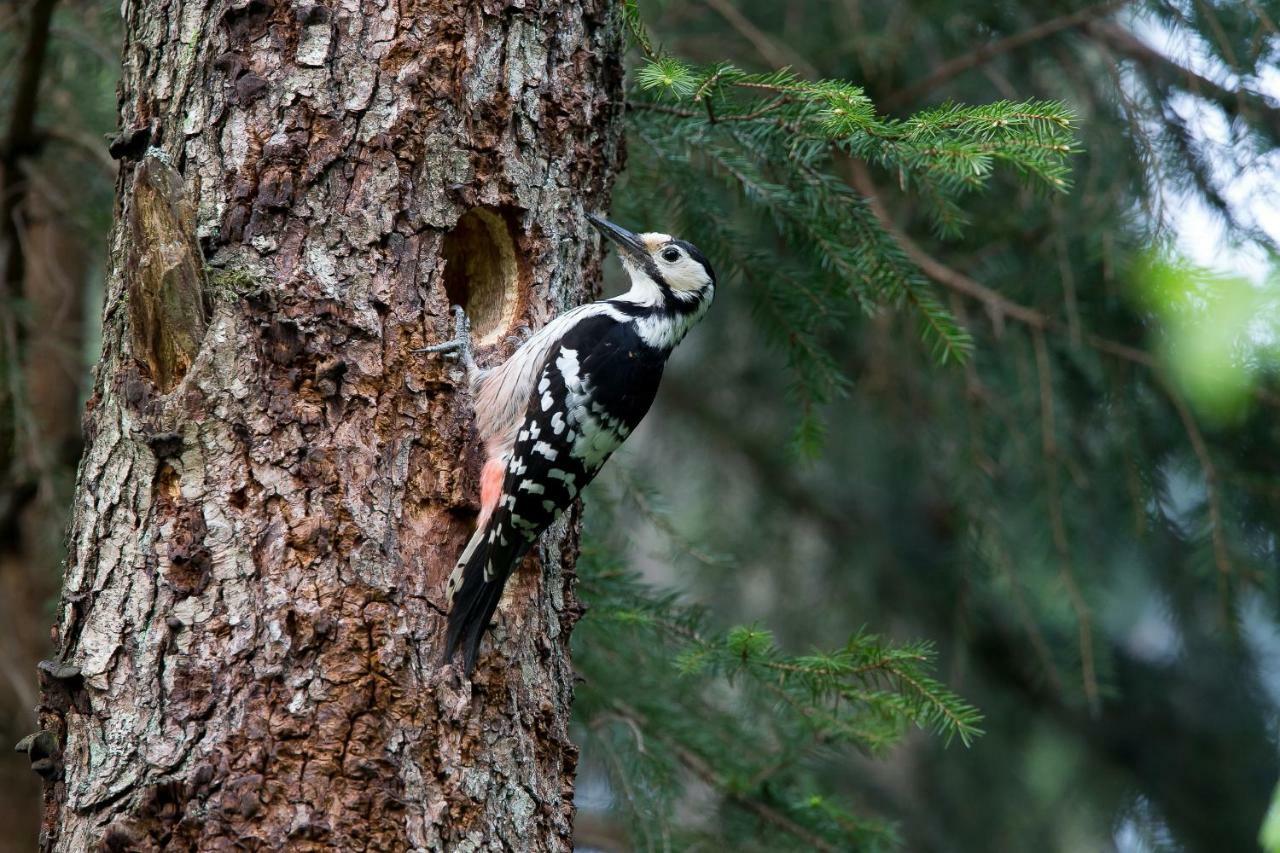Bialowieski Raj Białowieża Екстериор снимка